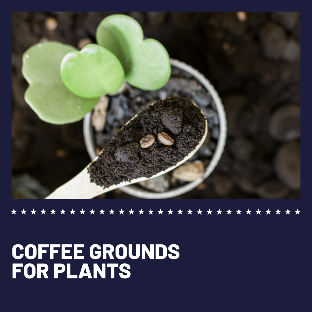 Coffee Grounds for Plants